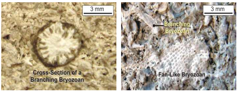 Indiana limestone 내부의 Bryozoan 모습