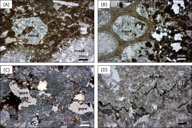 기질 부분(A) 및 입자 사이(B)에 비투멘 침투한 packstone. 속성작용에 의해서 변질된 돌로마이트에 형성된 2차 공극(C) 및 stylolite(D)