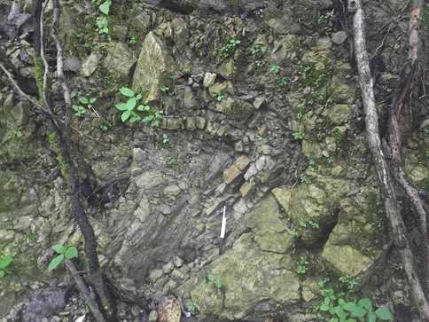 Recumben fold of Manusela Limestone outcrop in the road within Manusela National Park