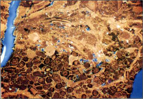 Thin section of Manusela Limestone from Core 1, East Nief-1 at depth of 5,361 ft (RKB)