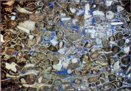 Thin section of Manusela Limestone from Core 2, East Nief-1 at depth of 5,379 ft (RKB)