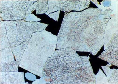 Thin section of Manusela limestone from core 3 East Nief-1 Well at depth of 5,594 ft (RKB)
