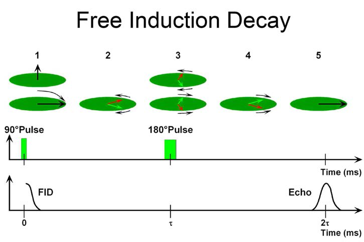 자유유도감쇄(FID)와 스핀에코(spin-echo) 시그널 발생 과정