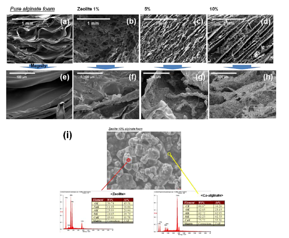 zeolite-알긴산 폼 복합체의 제올라이트 함량에 따른 SEM-EDS 이미지