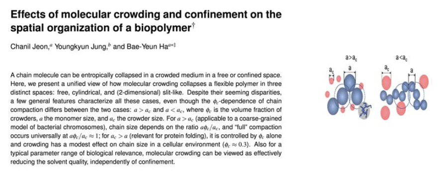 Effect of molecular crowding and confinement on the spatial organization of a biopolymer