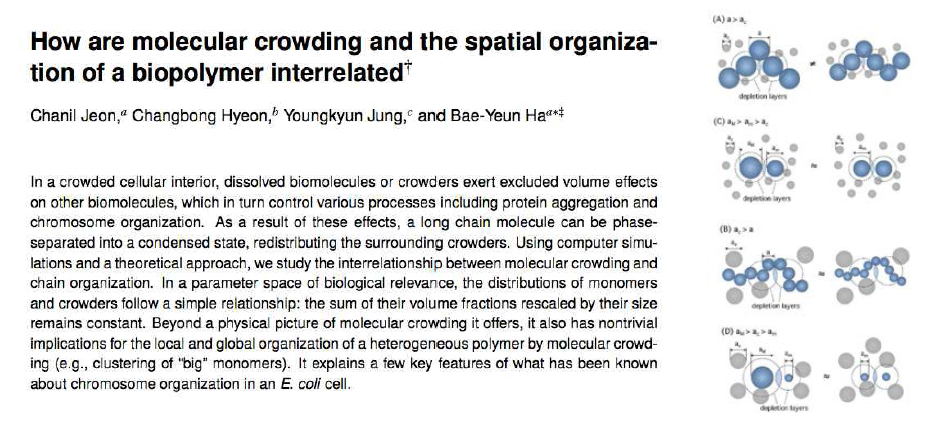 Molecular crowding and the spatial organization of a biopolymer