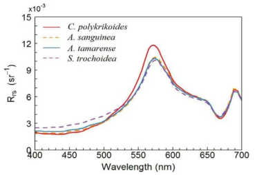 Rrs spectra for the four dinoflagellate red tide species at 30 mgm-3 Chl_a