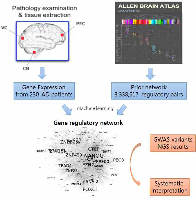 유전자 발현 정보와 TF binding 정보로부터 알츠하이머 글로벌 베이지안 네트워크 구축 과정