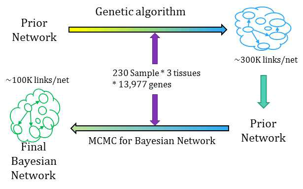 유전자 알고리즘과 MCMC 알고리즘을 사용하여 알츠하이머 글로벌 조절 네트워크를 구축하는 방법