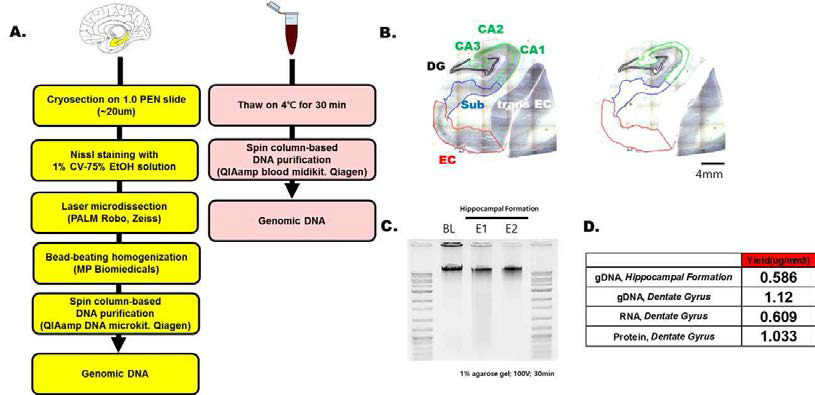 해마 형성체(HIF) 및 혈액(Blood)에서 gDNA 추출하는 Work Flow