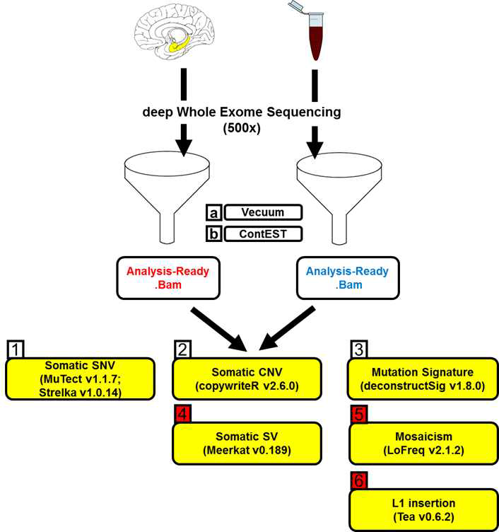 본 프로젝트에서 사용된 뇌 체성 유전변이 분석 파이프라인