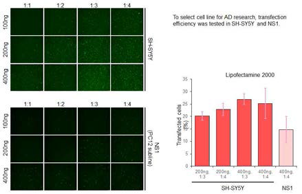 Identification of gene introduction in cell lines