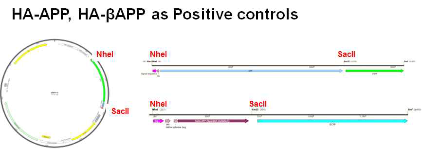 Schematic figure for Amyloid precursor protein gene