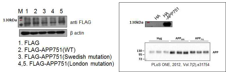 Confirmation of APP gene expression