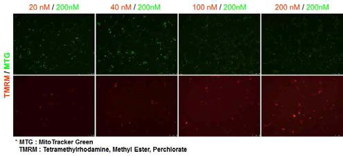 Mitochondrial staining with TMRM