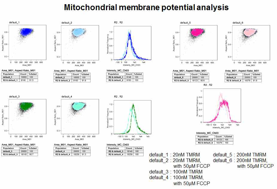 Measuring mitochondrial membrane potential-2