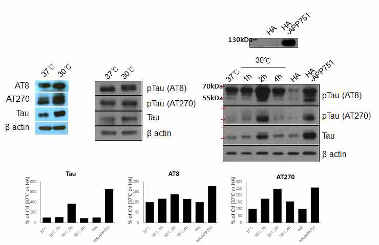 Identification of hyperphosphorylated tau-2