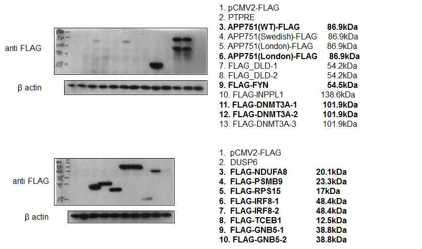 The expression test for genes