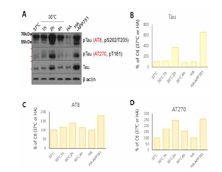 저온 배양 또는 APP 유전자 발현에 의한 hyperphosphorylated tau 양 변화