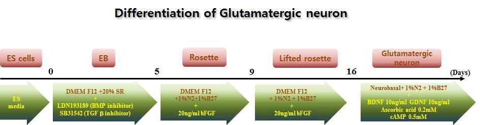 The scheme for differentiation of glutamatergic neuron with human embryonic stem cell
