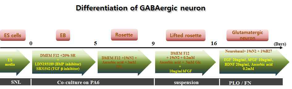 The scheme for differentiation of GABAergic neuron with human embryonic stem cell