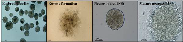 Confirmation of the morphological characteristics of neuronal differentiation