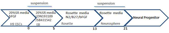 Differentiation method of neural progenitor cells from human embryonic stem cells schematic