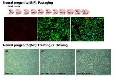 Confirmation for survival of neural progenitor cells after subculture and frozen storage