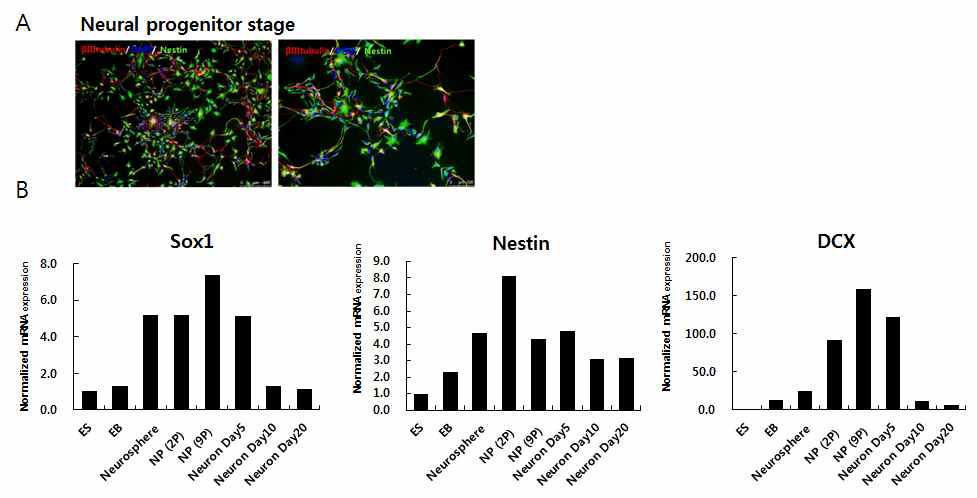 Identification of neuronal marker