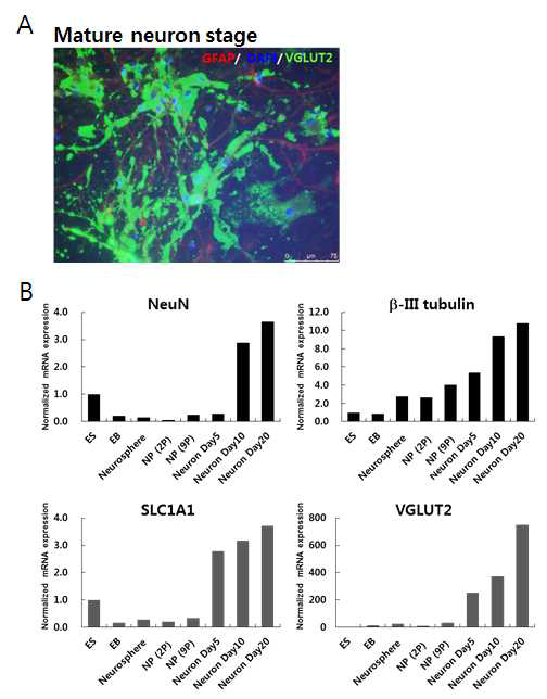 Characterization of gluramatergic neurons