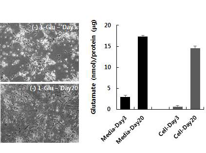 Identification of glutamate release by gluramatergic neurons