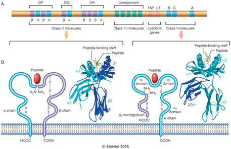 Human leukocyte antigene(HLA) genes and proteins