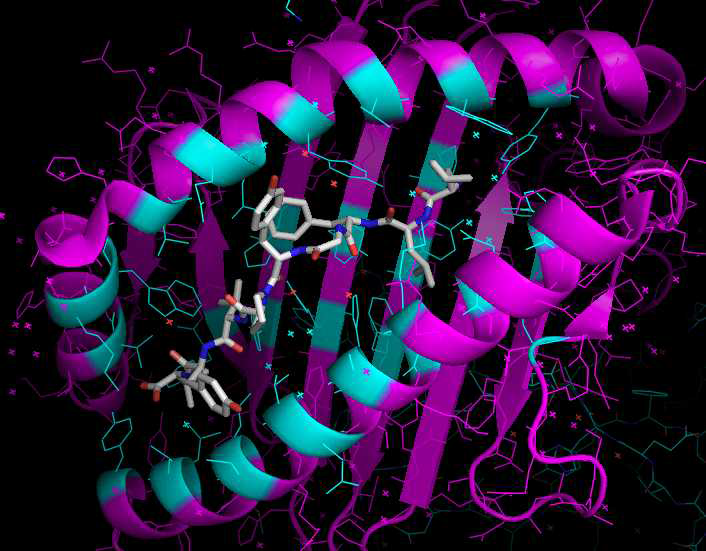 Peptide-HLA contact sites in a 3D structure (skyblue color)