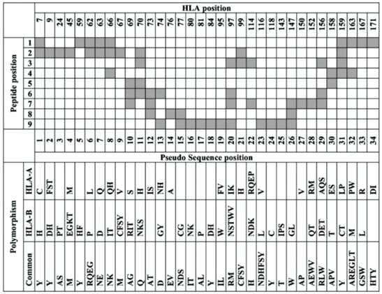 Peptide-MHCI contact sites uesd in the NetMHCPan