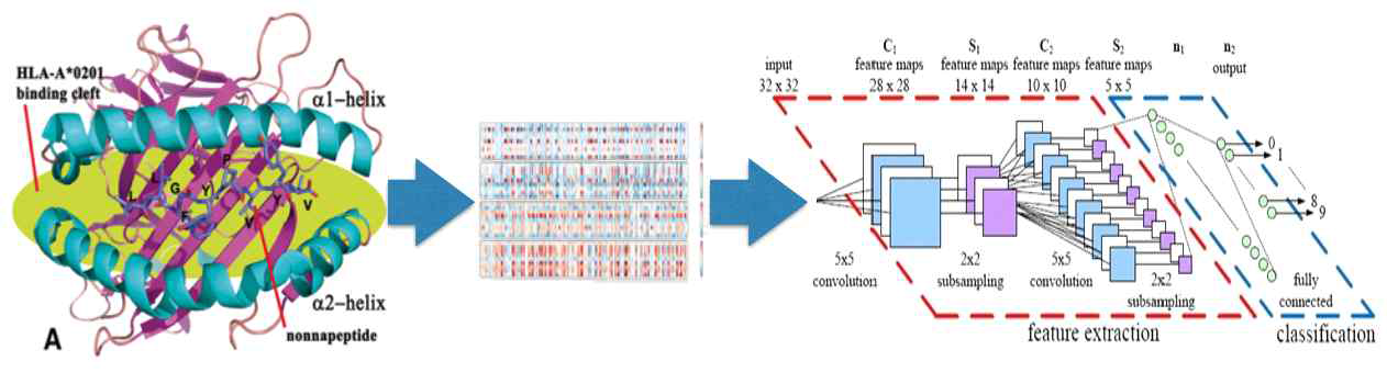 DCNN training flow using peptide-MHC binding datasets