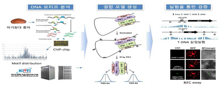 전사인자의 결합특이성 규명 연구 과정