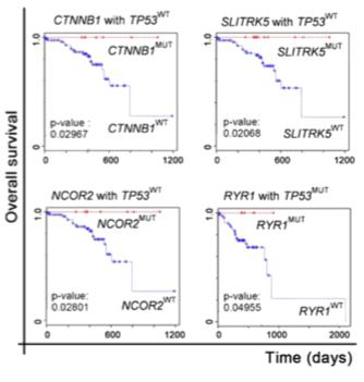 TP53 돌연변이 상태와 연관한 다른 유전자 돌연변이 상태에 따른 생존분석