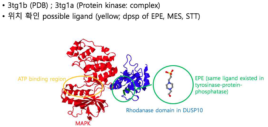 DUSP10-Kinase 복합체 결합 화합물 in-silico screening 결과