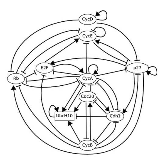 척추동물의 cell cycle network 모델