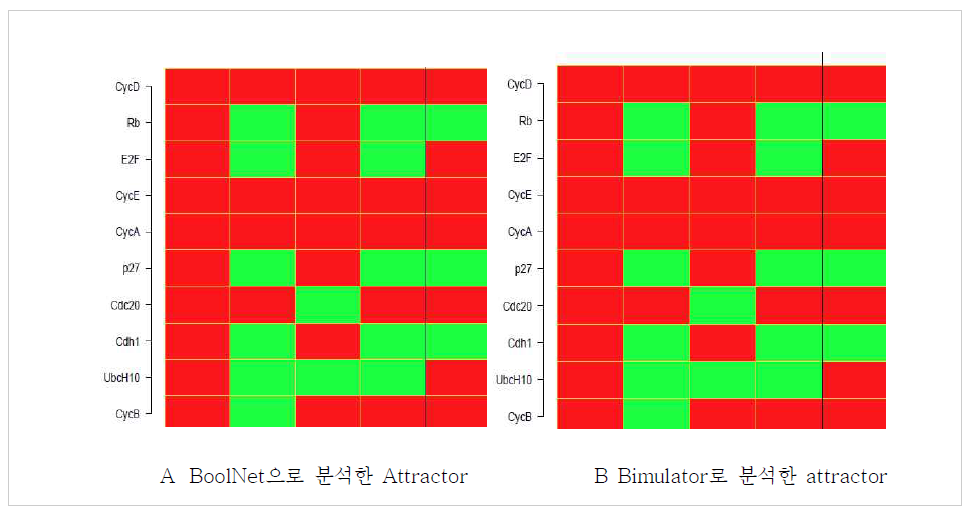 척추동물 Cell cycle에 대한 Attractor분석 결과 비교