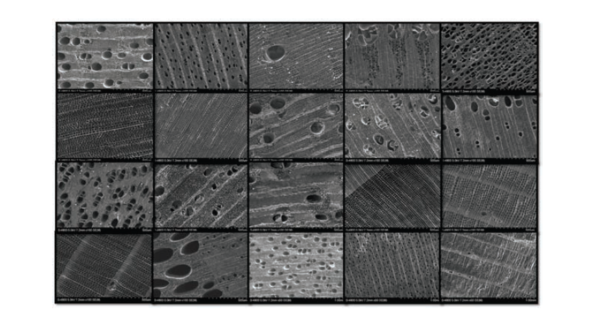 FE-SEM after carbonization of 17 types biomorphic material