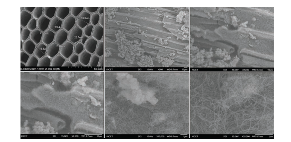 FE-SEM image of CNTs synthesized on zeolite coated Hinoki (650degree, 60min)