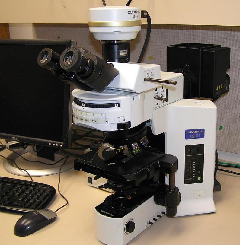 이온교환막 표면에 형성된 미생물층 분석을 위한 형광 현미경.