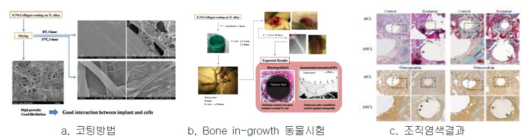 Bone in-growth 코팅방법 및 효능시험