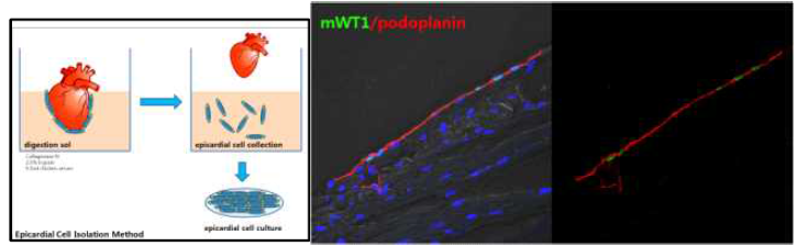 좌. 심외막 효소 분리법 요약그림. 우. 마우스의 심외막에 고르게 분포한 podoplanin 분자와 심외막에 존재하는 WT1(+) 심외막 전구세포