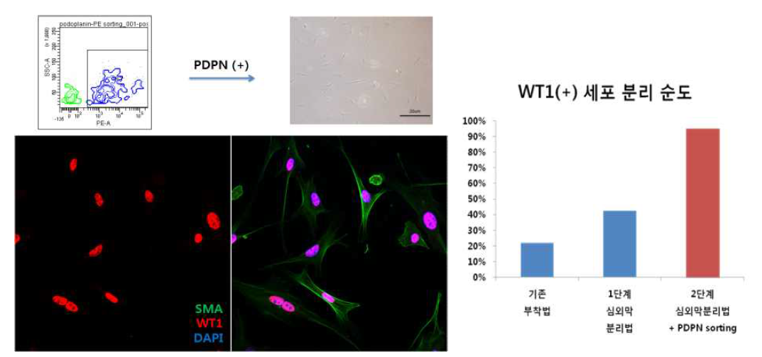 Podoplanin marker를 이용하여 FACS 분리한 세포를 배양하였을 때, 유핵세포 모두가 WT1(+)임을 보여주는 형광염색