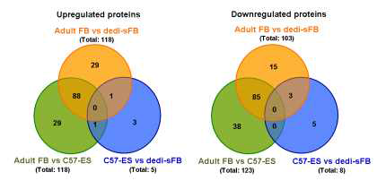 역분화세포의 단백질