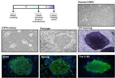 인간 말초혈액유래 유도만능줄기세포 확립