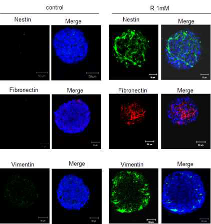 Immunocytochemistry로 식물줄기세포 추출물로 유도한 Sphere가 Neuro/Skin precursor 임을 증명함