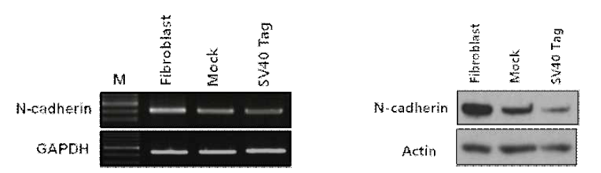 SV40 large T antigen 처리에 의한 N-Cadherin의 유전자 발현과 단백질 발현